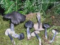 Entoloma nitidum-amf767